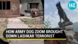 On Cam: Terrorist gunned down after Indian Army dog Zoom tracks him amid Anantnag encounter