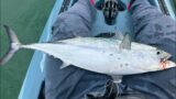 One more Albie – False Albacore Kayak Fishing Long Island NY Hobie Compass Montauk Fall Run