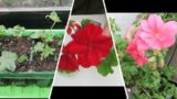 Overwintering Geraniums And Taking Cuttings.