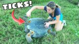 PULLING MONSTER TICKS OFF MY TORTOISES!