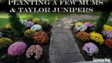 Planting Mums & Taylor Junipers Plus New Houseplant || Saturday Vlog