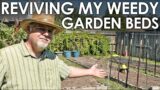 Reviving My Weedy Garden Beds || Black Gumbo