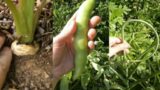 Ripening in mid-July? Fava Beans, Mulberries, Garlic Scapes, Etc. in PNW Forest Microclimate