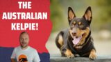 Rob Reacts to… Australian Kelpie – Top 10 Facts