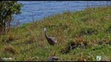 Royal Albatross ~ Henry Is Back w/ His Snake Neck Dance! QT Skycalls & Watches BT Feeding! 8.20.22