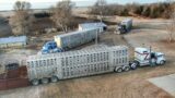 Sale Day: 3 Semi Loads of Calves