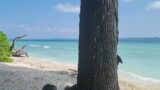Seashell Samsara – Neil Island Beach Resort – The Andamans