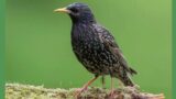 Starling Noises – What Do Starlings Sound Like?
