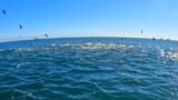Striped Bass & Bluefish Blitzes! Rhode Island Fall Run Fishing 2022
