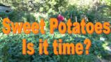 Sweet Potato Patch, Is It Time To Harvest 9-29-2022