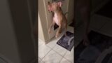 Talking Pitbull Dog Doesn’t Need A Doggy Door!