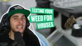 Testing your Cannabis Plants for Viruses!
