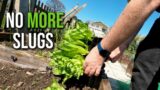 The Ultimate Slug Deterrent | How To Stop Slugs Eating Your Veg | No More Slugs In Your Garden
