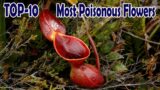 Top 10 Most Poisonous Flowers in the world | Deadly flowers