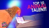 Top 10 Most Talented Animals on America's Got Talent EVER! Who Wins?