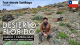 Tour DESIERTO FLORIDO ATACAMA Parque Llanos de Challe Huasco Carrizal Bajo | 10 Septiembre 2022