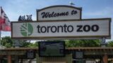 Tour to Toronto Zoo in fall season || Spend your Weekend here  || Canada tourism #shorts