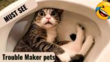 TroubleMaker Pets!!! Funniest pets ever, funny cats dogs, A MUST WATCH!!