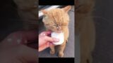 Try Not To Laugh Funniest Cats Videos to Keep You Smiling #1 Best Funny Animal
