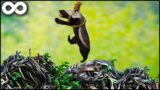 Unbelievable | What Happen Next Honey Badger Gets living in The Snake Island