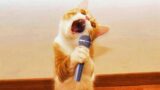 Videos De Risa de Animales – Los Mejores Videos de Gatos Chistosos #29