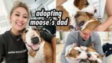WE ADOPTED MY DOG'S DAD!!!!! (like literally moose's real dad)
