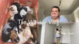 Weekly Vlog: The One With More Puppies and More Cleaning