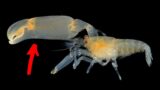 Why This Tiny Shrimp Is Louder Than A Jet Engine