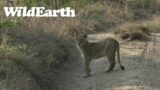 WildEarth – Sunset Safari – 22 Oct 2022