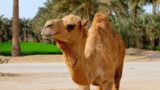 desert camel, unta gurun pasir