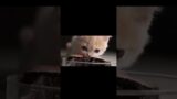 when animals attack funny pet videos