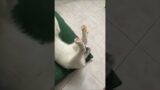 where i can find funny dog and cat videos