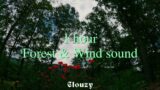 1-hour Forest & Wind sound | White noise, Pink Noise, Baby soothing, Meditation, Nature sounds
