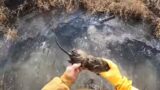 2022-23 trapping series ep.5 (muskrat trapping)