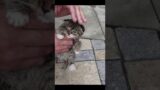 Abandoned Kitten, To the rescue