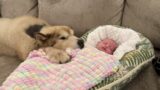 Adorable Giant Dog Meets His New Baby Brother! He'll Always Protect Him! (Cutest Ever!!)