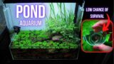 BENT SPINE MEDAKA FISH fry fighting against all odds to survive | EP5 POND AQUARIUM