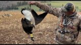 Canada Goose Hunting: Greenland Collared, Metal & Tarsal Leg Banded Goose on Prince Edward Island