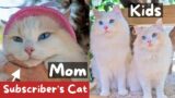 Cats Reunited with its Mom After 2 Years | The Cat Butler