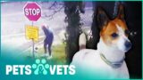 Confused Jack Russell Tied To A Stop Sign And Abandoned | Dog Tales | Pets & Vets