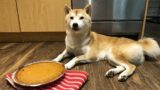 Cooking With Doge: The Perfect Pumpkin Pie