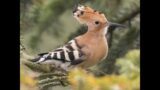 Don't Poo Poo the Hoopoe! All about the Eurasian Hoopoe