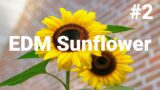 EDM Background Music EDM beats (no copyright music) “Sunflower” prod. EDM City #2