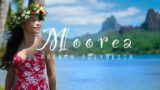 EXPLORE MOOREA ISLAND – Snorkeling, Sharks, Whales and Dogs?