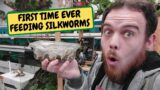 Feeding The Shop Animals Silkworms For The First Time Ever!!! (Snake Island Exotics)
