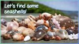 Finding Seashells on the Shore | Shuttle Microshell [Virtual Shelling]
