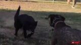 German Shepherd Stops GSP In Its Tracks & Embarrassing A Girl At Dog Park