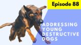 “Help! My Dog is Tearing Everything Up!” How to address troublemaker young dogs.
