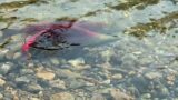 Hey Salmon, I love your swim upstream against all odds. What an exciting and purposeful life!