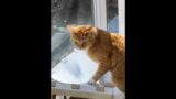 [HotClip] a troublemaker cat